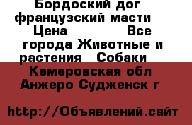 Бордоский дог ( французский масти)  › Цена ­ 50 000 - Все города Животные и растения » Собаки   . Кемеровская обл.,Анжеро-Судженск г.